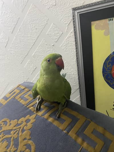 Parrot for sale (4 months old)