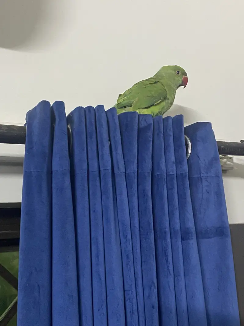 Parrot for sale (4 months old) — photo 2
