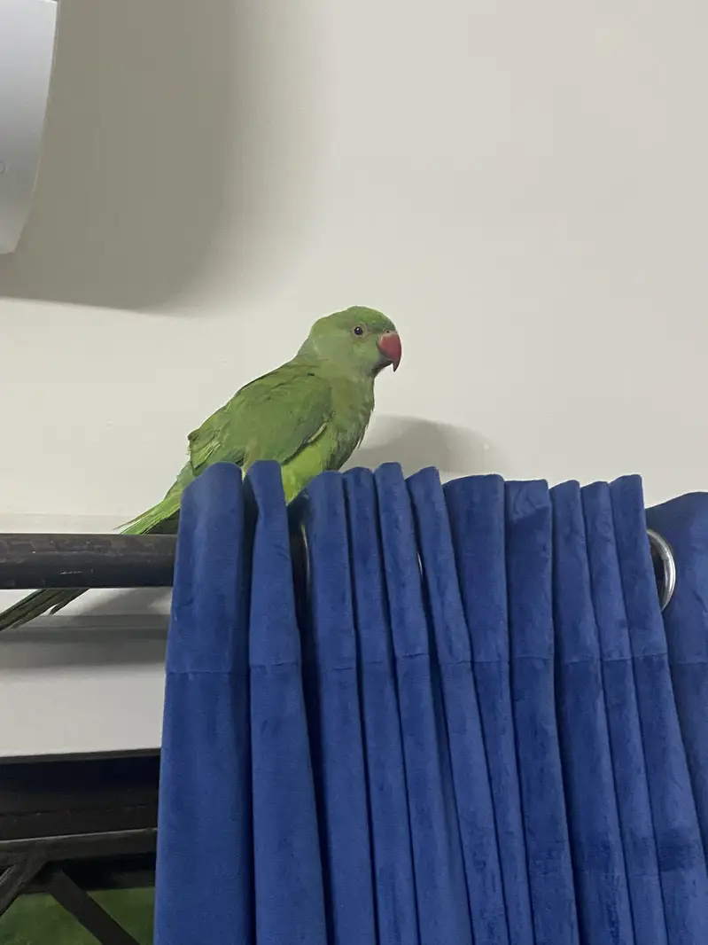 Parrot for sale (4 months old) — photo 3