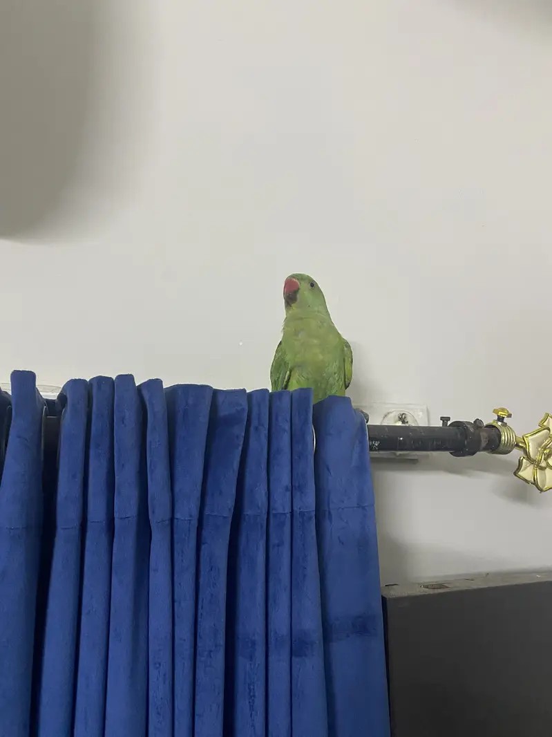 Parrot for sale (4 months old) — photo 4