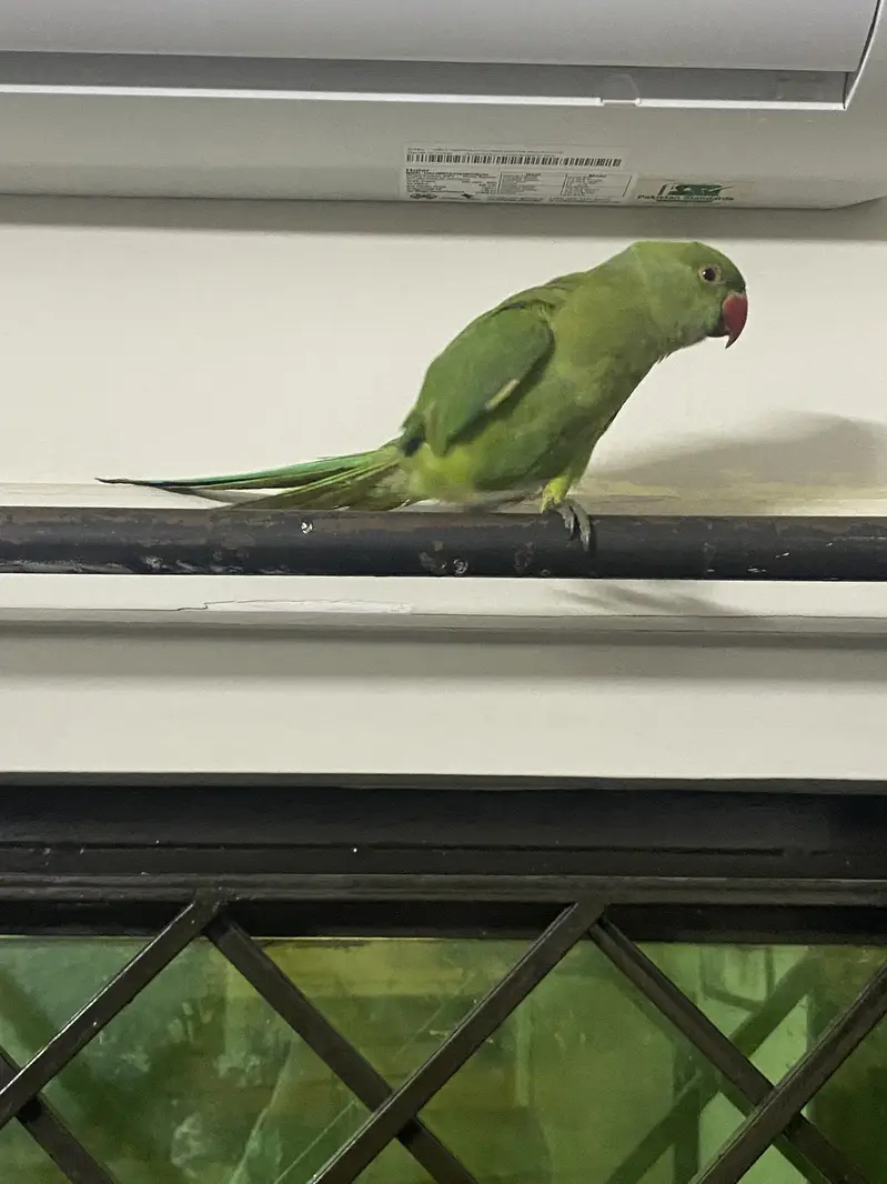 Parrot for sale (4 months old) — photo 5