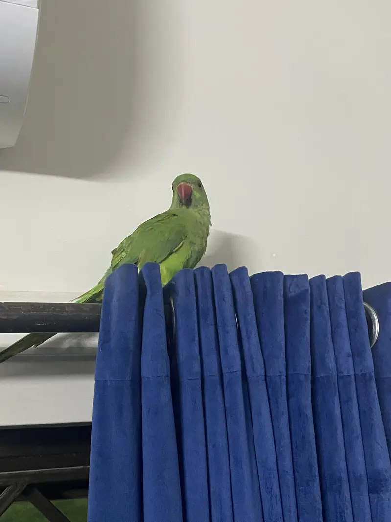 Parrot for sale (4 months old) — photo 6