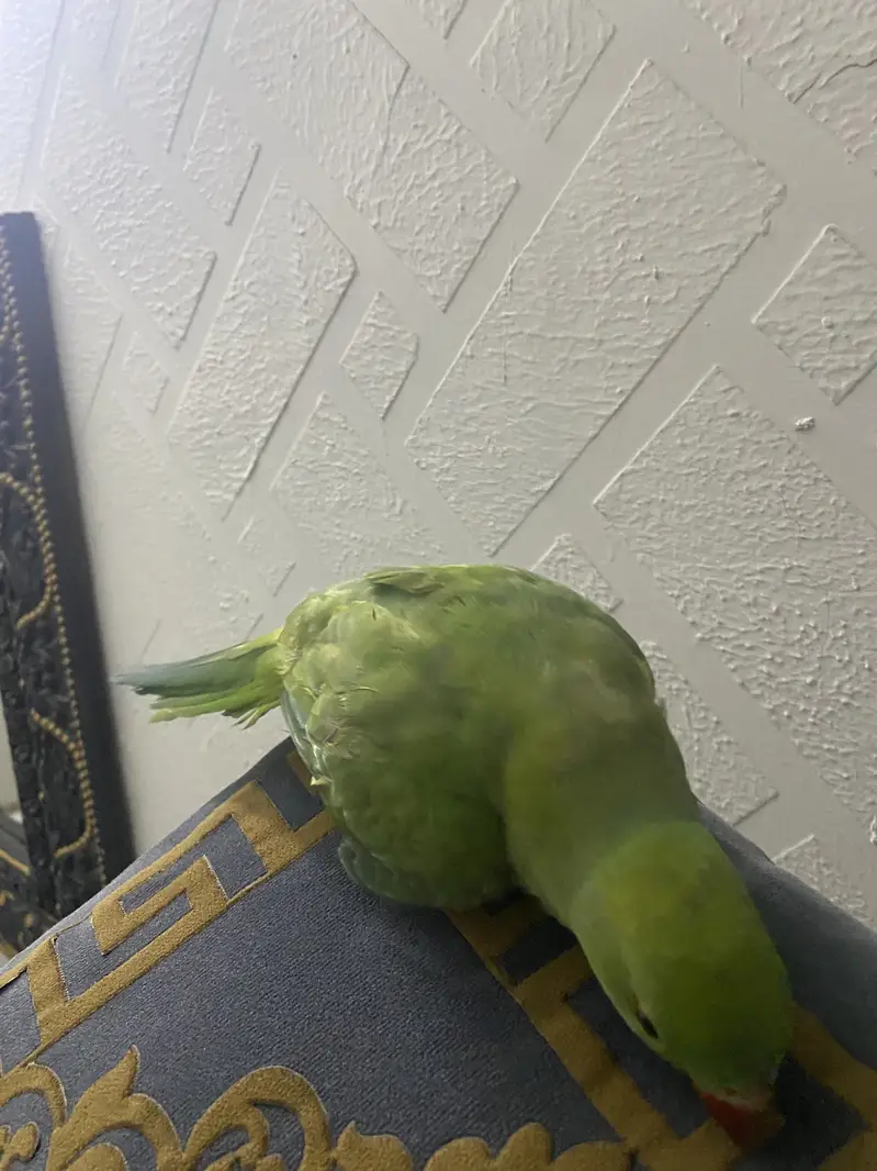 Parrot for sale (4 months old) — photo 7