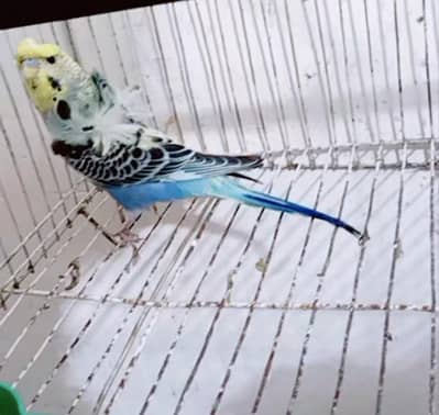 Hogromo Male & Eno Budgies pair