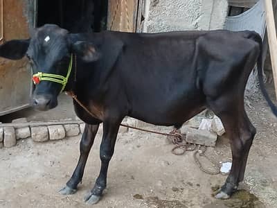 3 wachy for sale kheermy mix bread