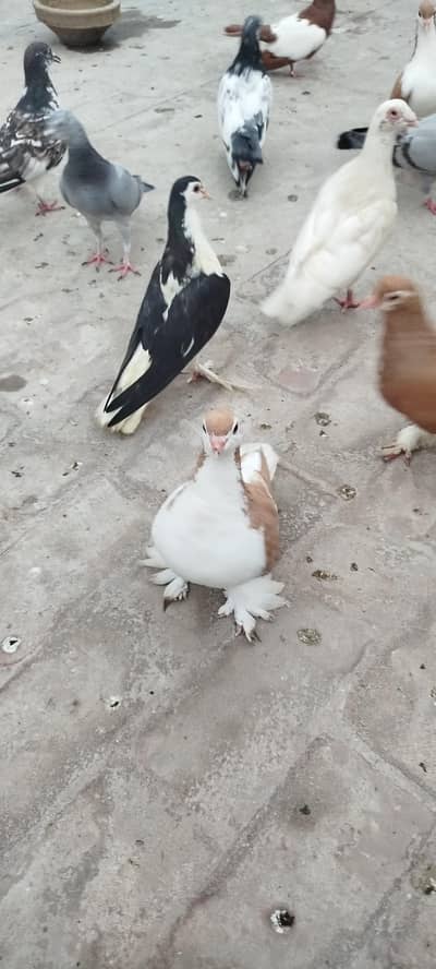 For sale bredar pair khubsurat result dyta ha