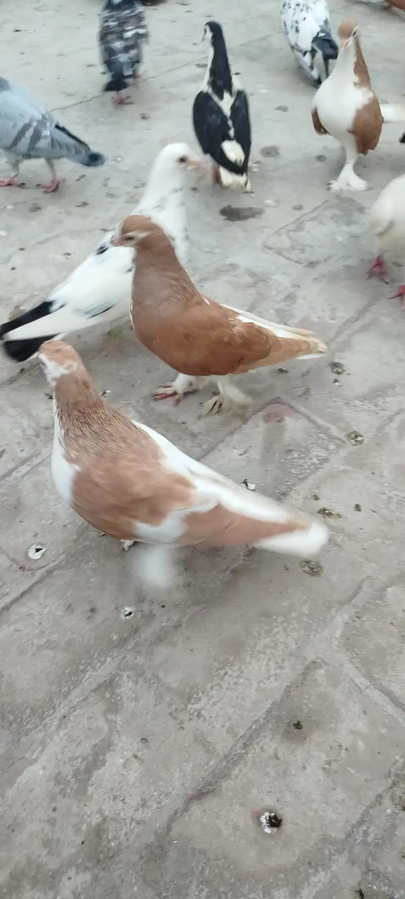 For sale bredar pair khubsurat result dyta ha — photo 2