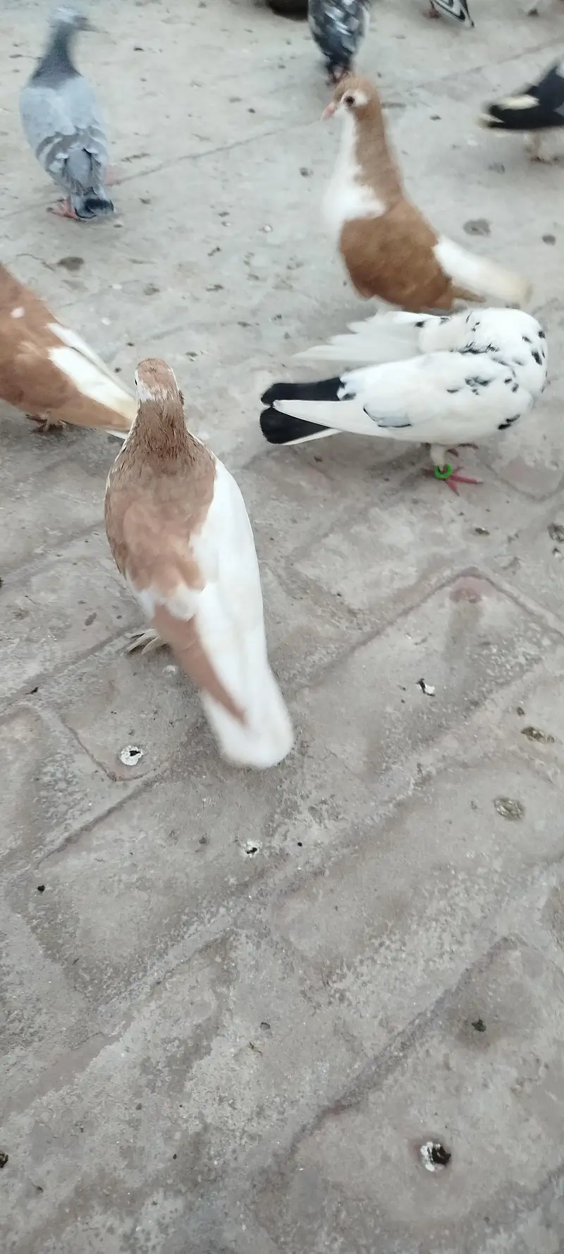 For sale bredar pair khubsurat result dyta ha — photo 3