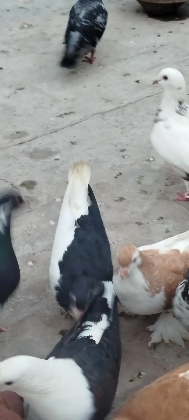For sale bredar pair khubsurat result dyta ha — photo 4