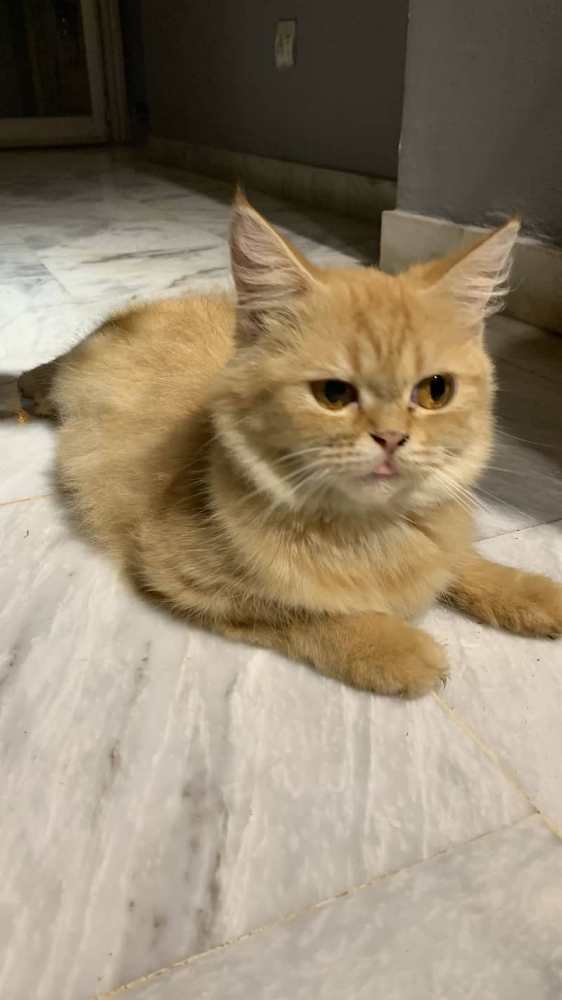 Persain cat 0