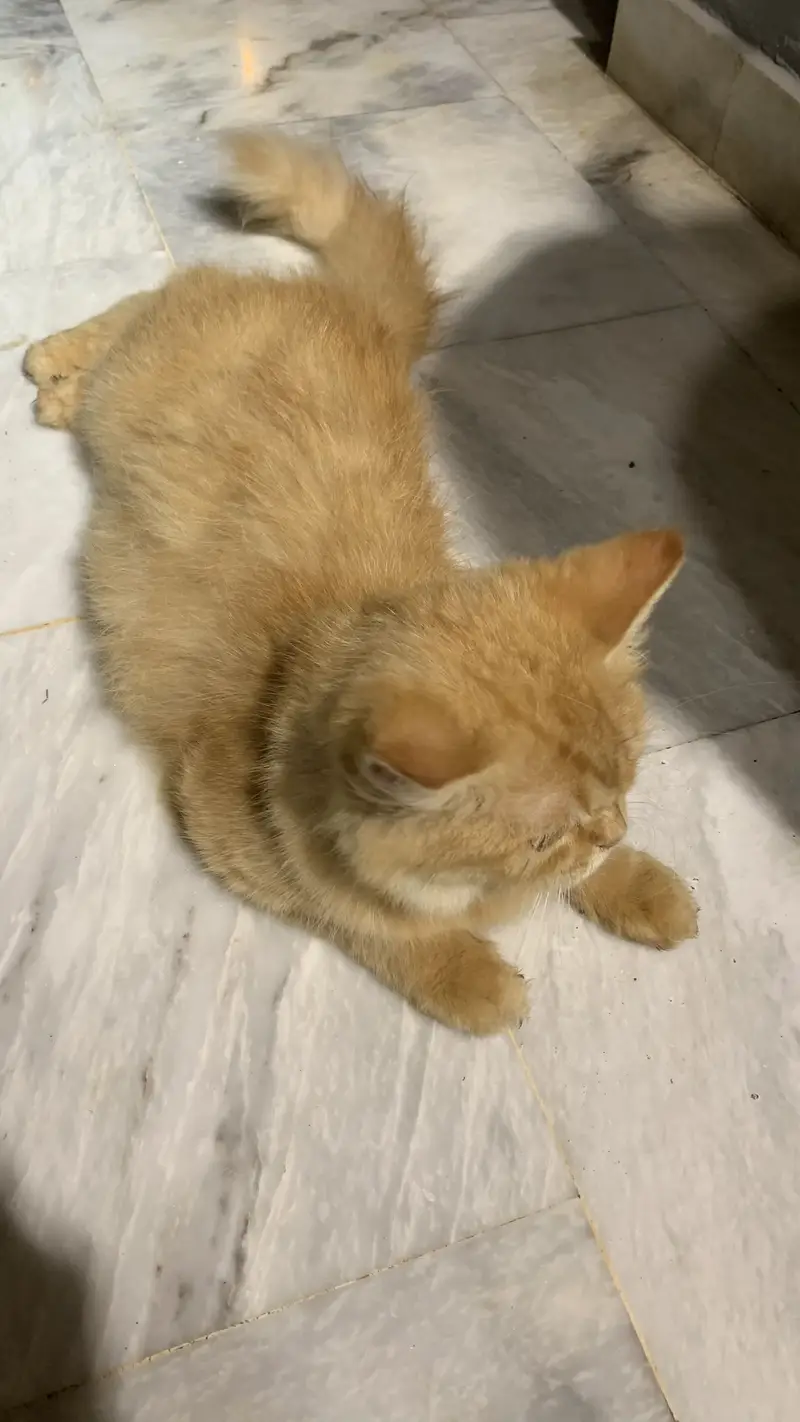 Persain cat — photo 2