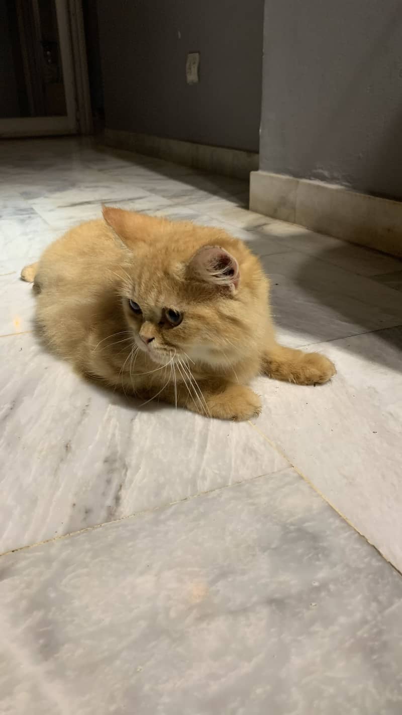 Persain cat 2
