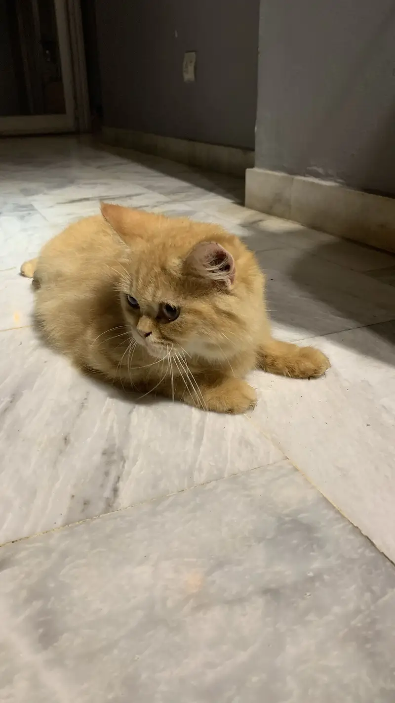Persain cat — photo 3