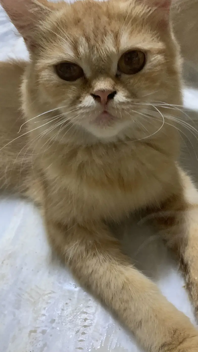Persain cat — photo 4