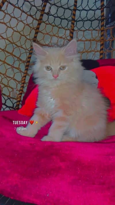 Persian kitten