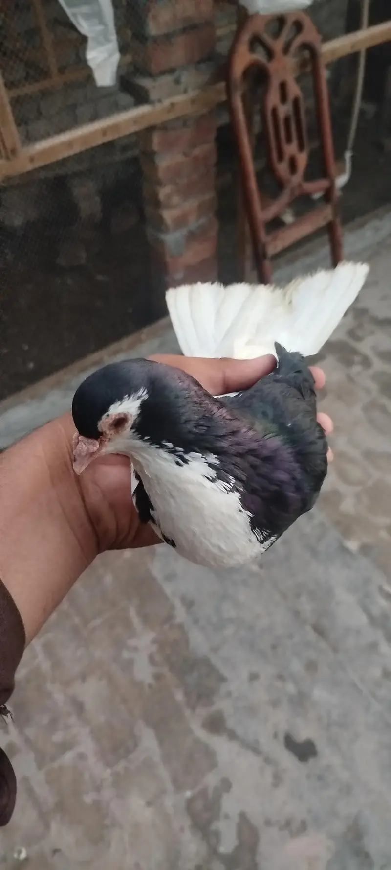 For sale bredar pair khubsurat result dyta ha — photo 5