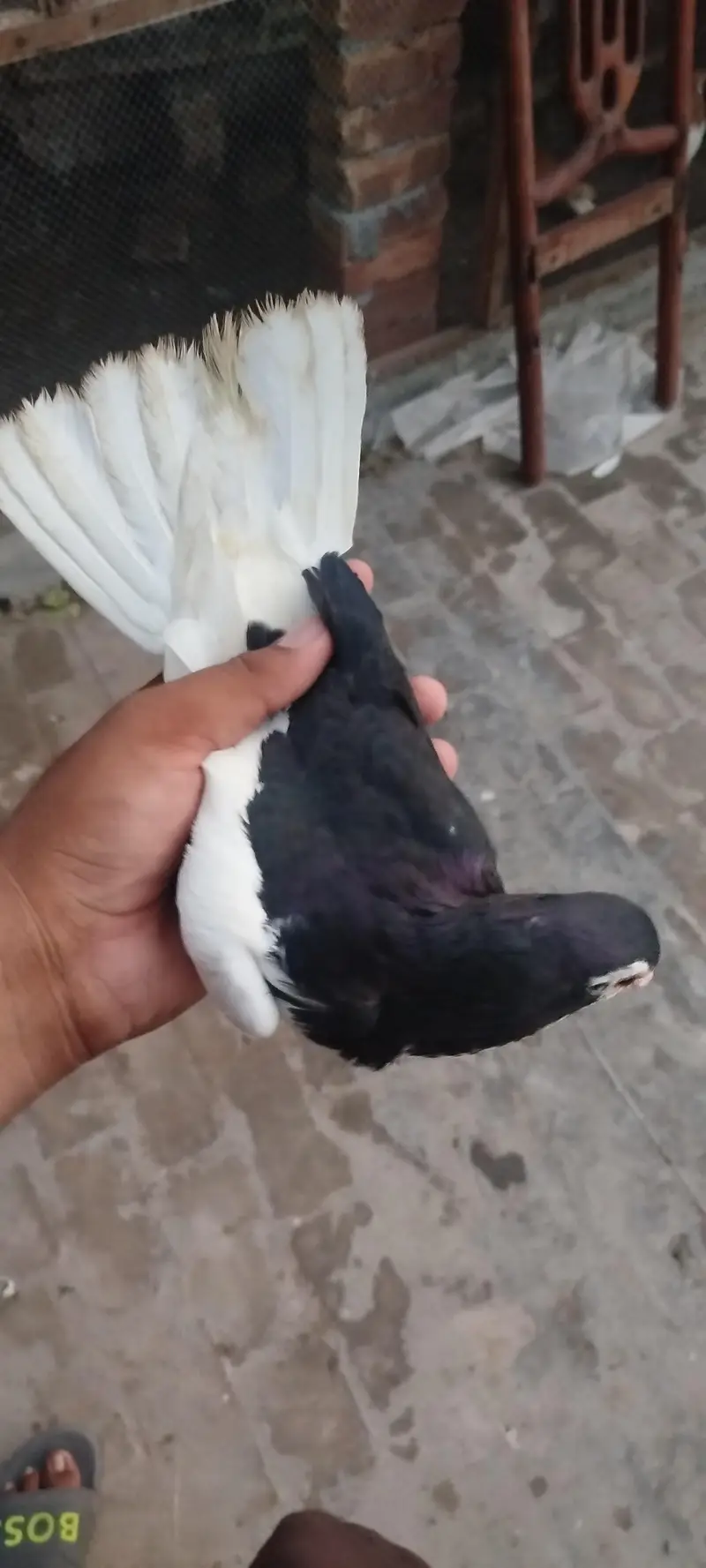 For sale bredar pair khubsurat result dyta ha — photo 6
