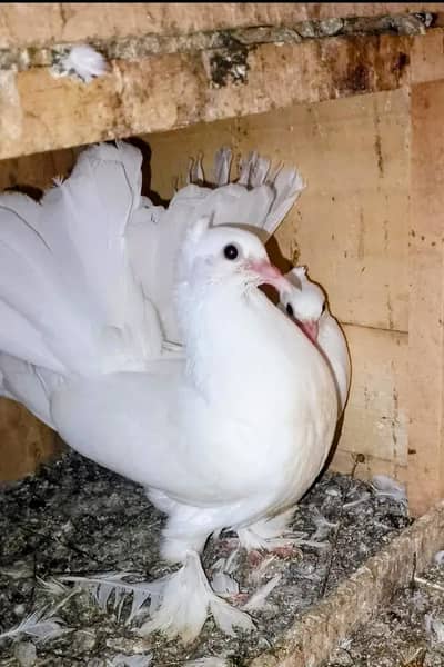 lucky pigeon. . chicks