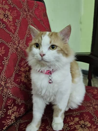 Female Persian Cat