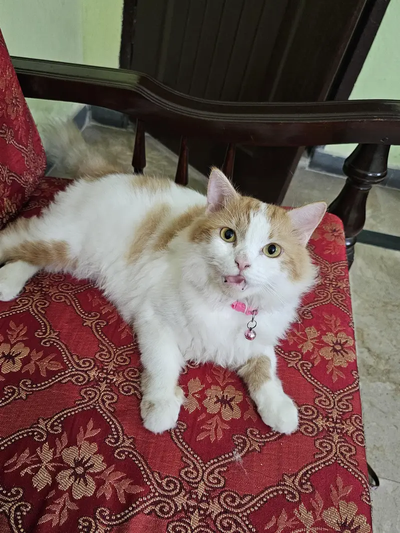 Female Persian Cat — photo 2