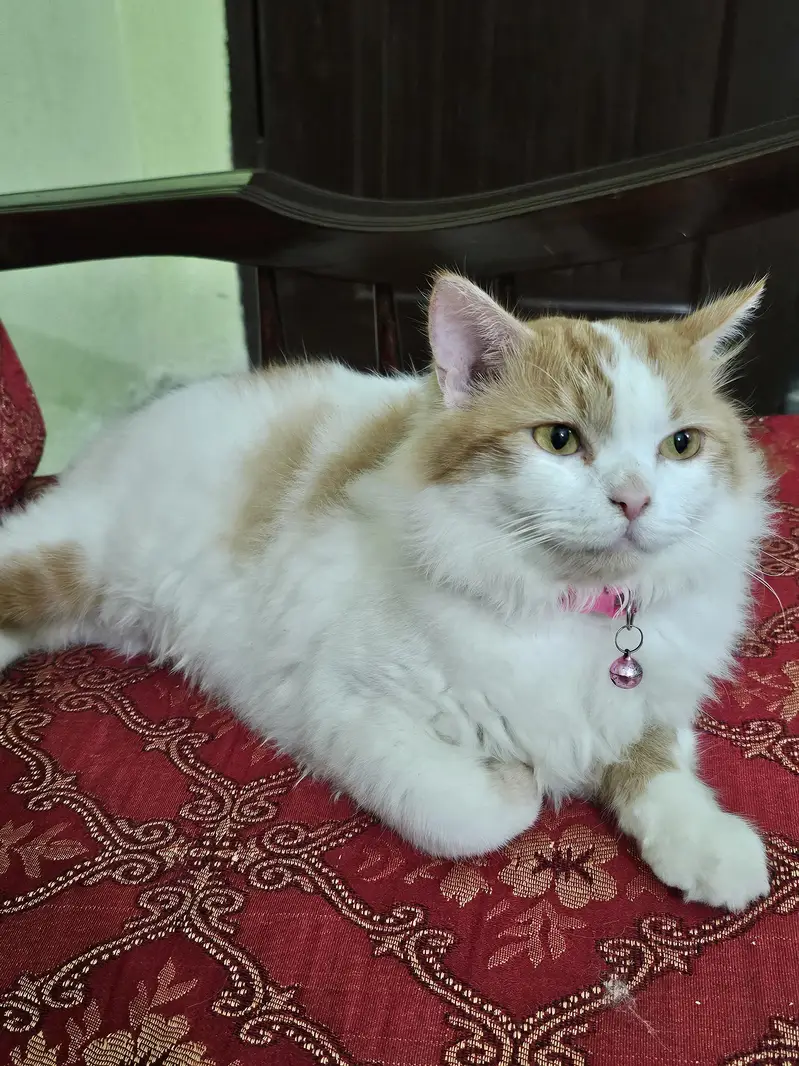 Female Persian Cat — photo 3
