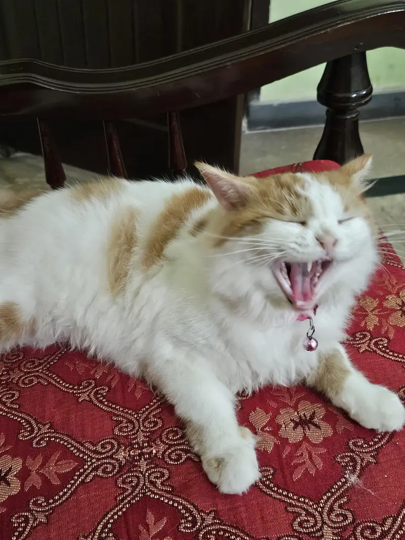 Female Persian Cat — photo 4