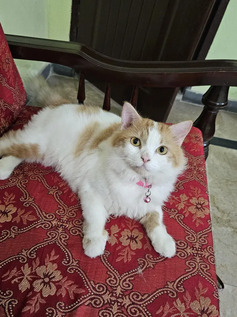 Female Persian Cat — photo 5