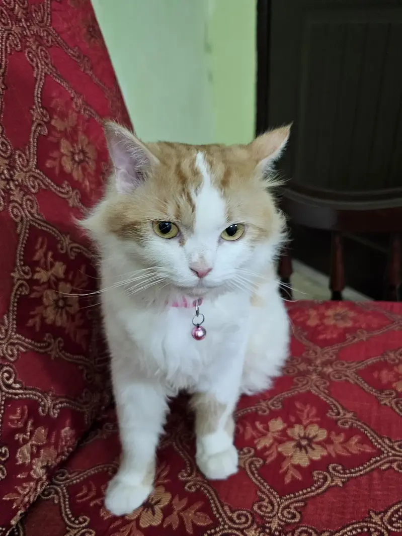 Female Persian Cat — photo 6