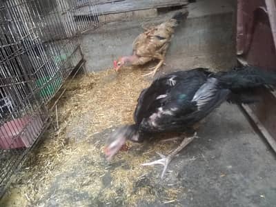 do jodi hens 4ro ka 3500