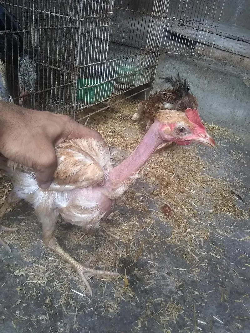 do jodi hens 4ro ka 3500 — photo 2