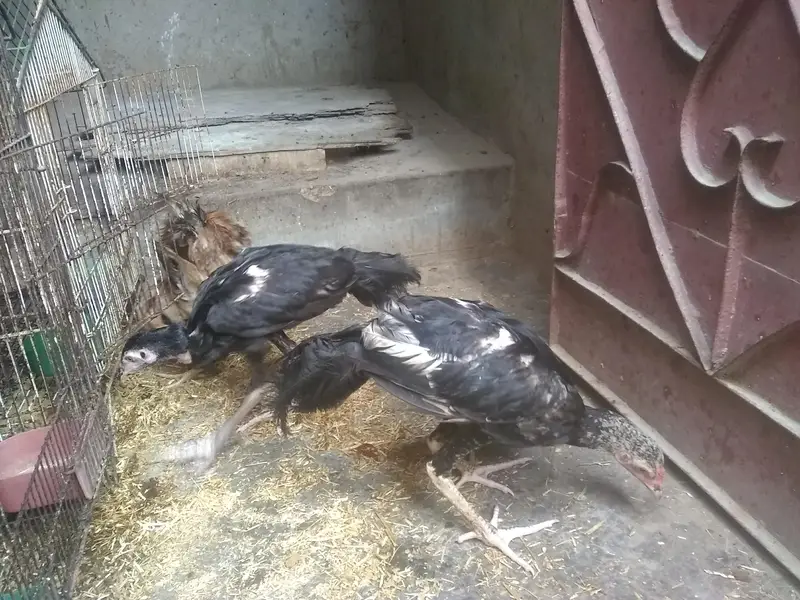 do jodi hens 4ro ka 3500 — photo 3