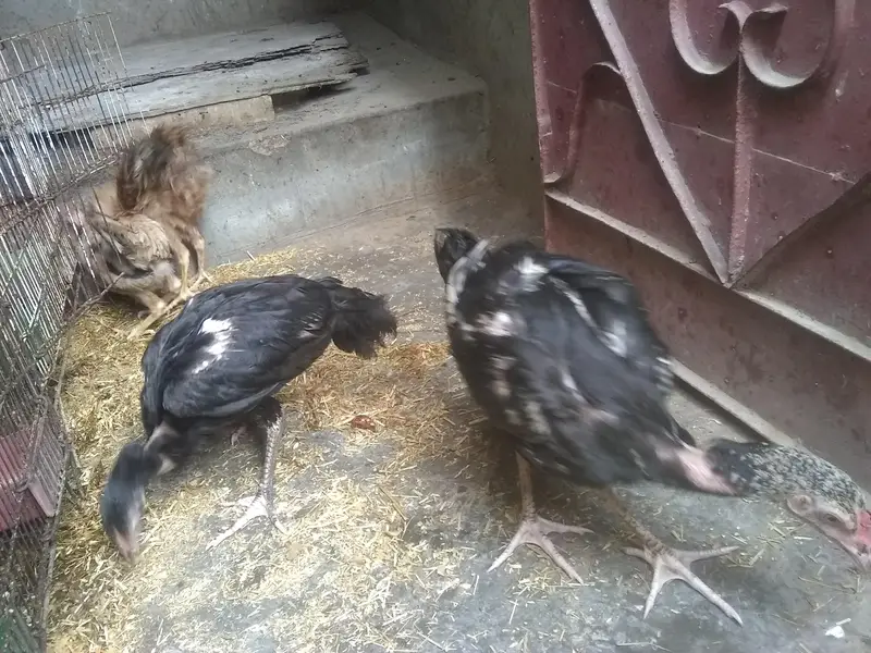 do jodi hens 4ro ka 3500 — photo 4