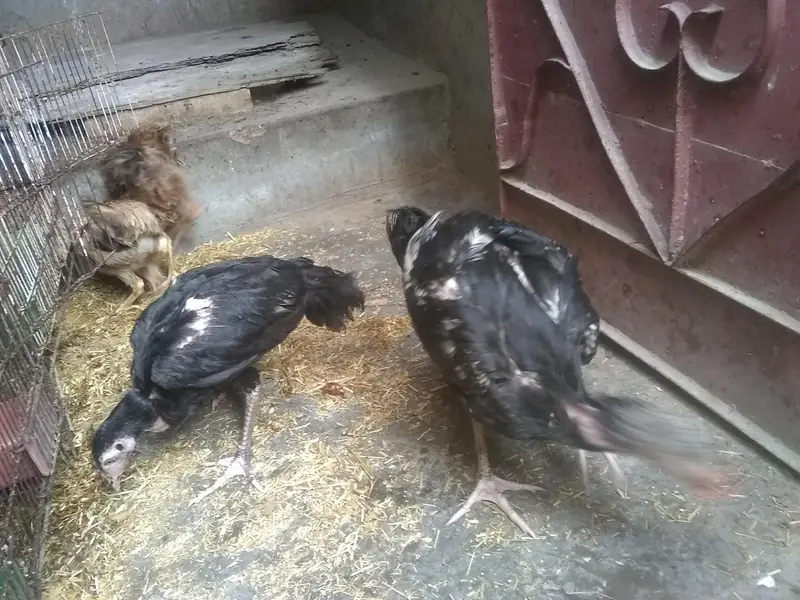 do jodi hens 4ro ka 3500 — photo 5