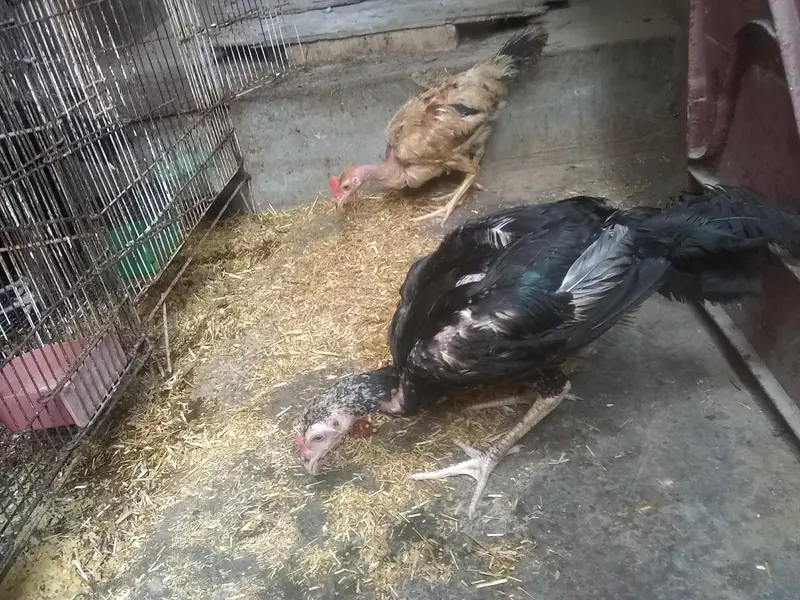 do jodi hens 4ro ka 3500 — photo 6