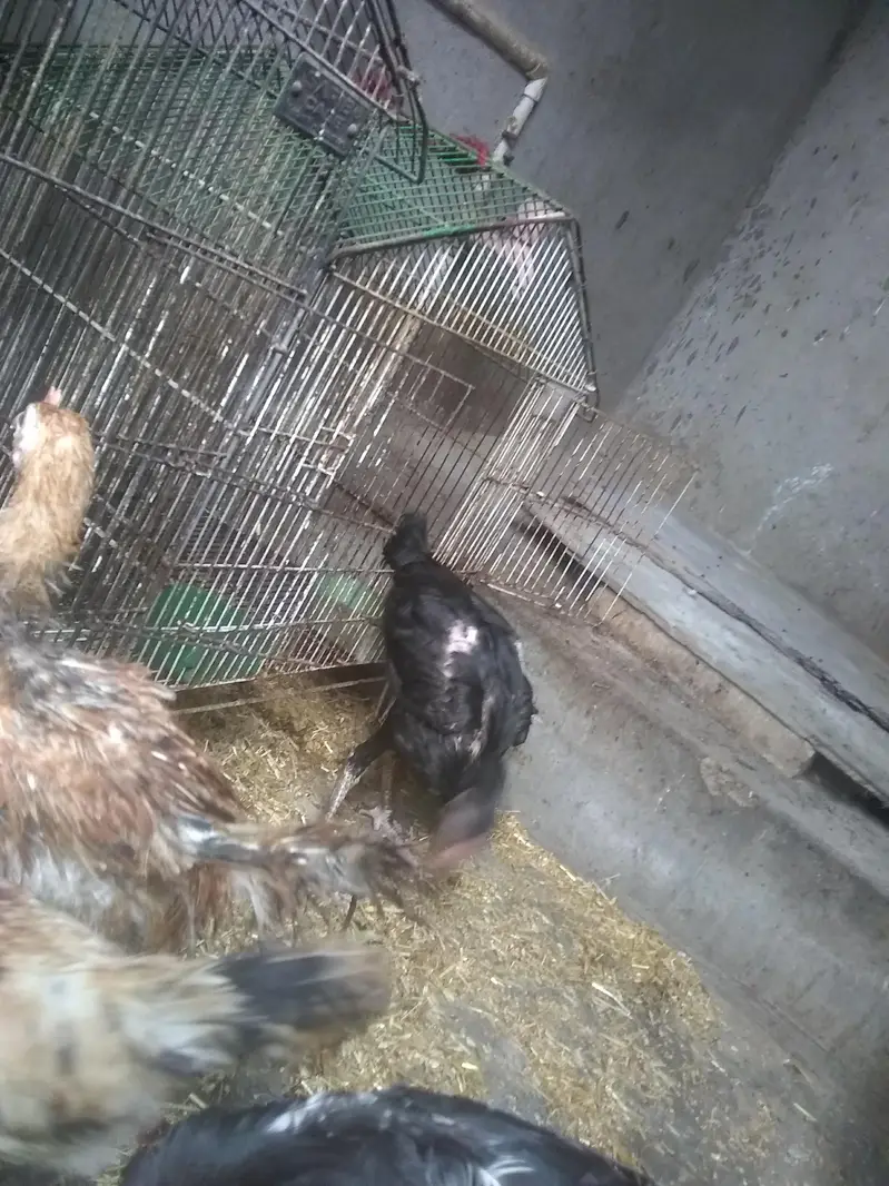 do jodi hens 4ro ka 3500 — photo 7