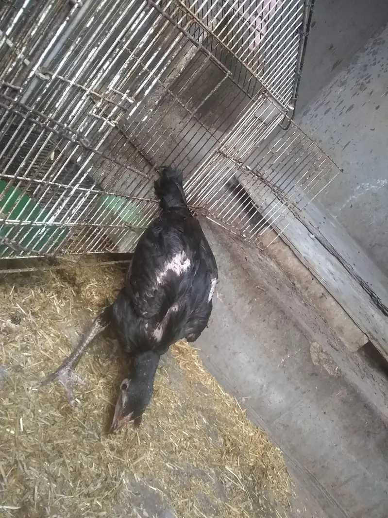 do jodi hens 4ro ka 3500 — photo 8
