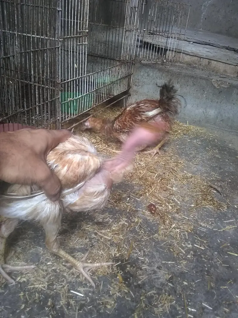 do jodi hens 4ro ka 3500 — photo 9