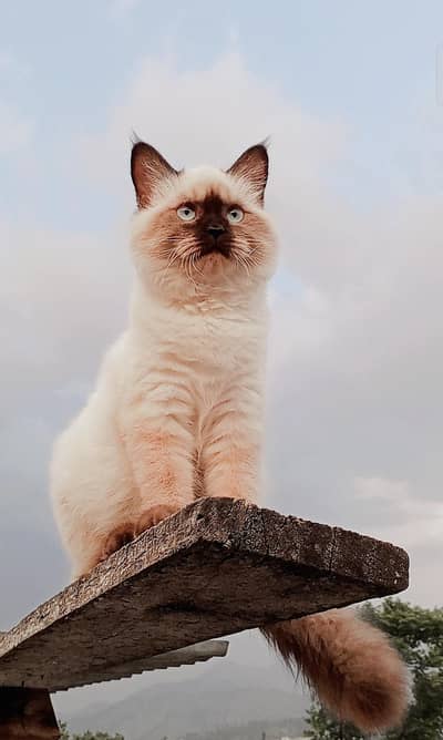 Snowbell (RagDoll)