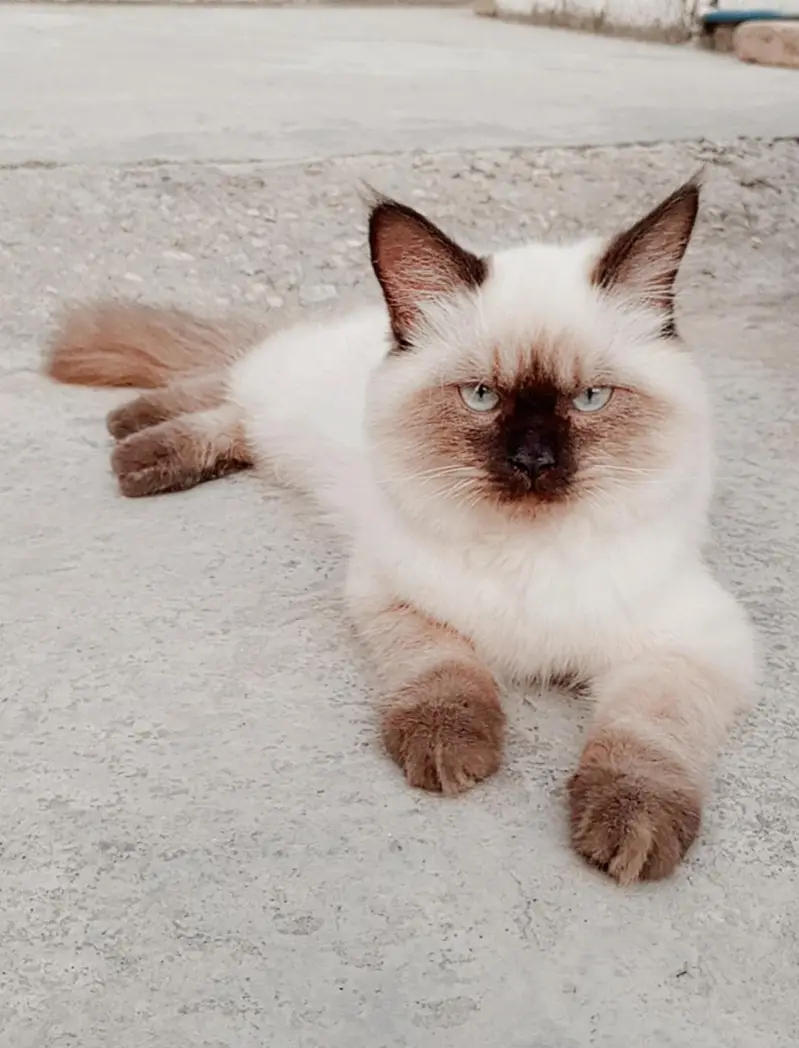 Snowbell (RagDoll) — photo 2