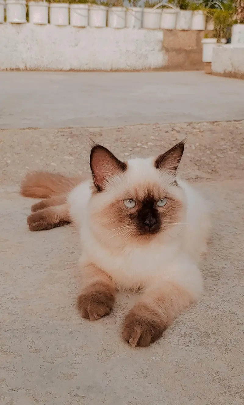 Snowbell (RagDoll) — photo 3