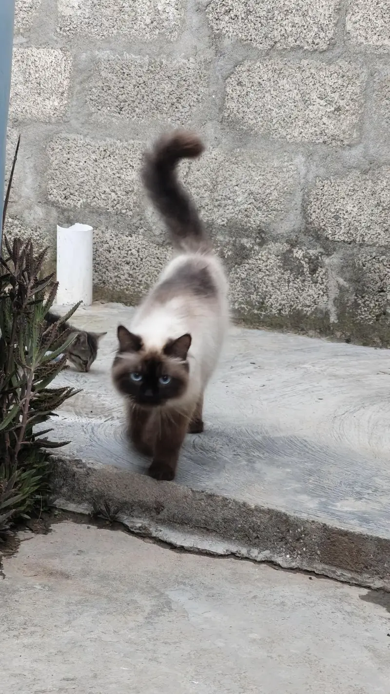 Snowbell (RagDoll) — photo 4