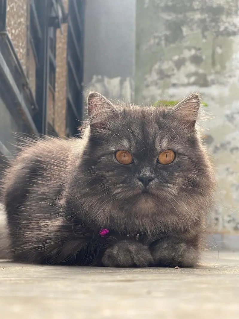 Loving Female Cat Ready for a New Home — photo 3