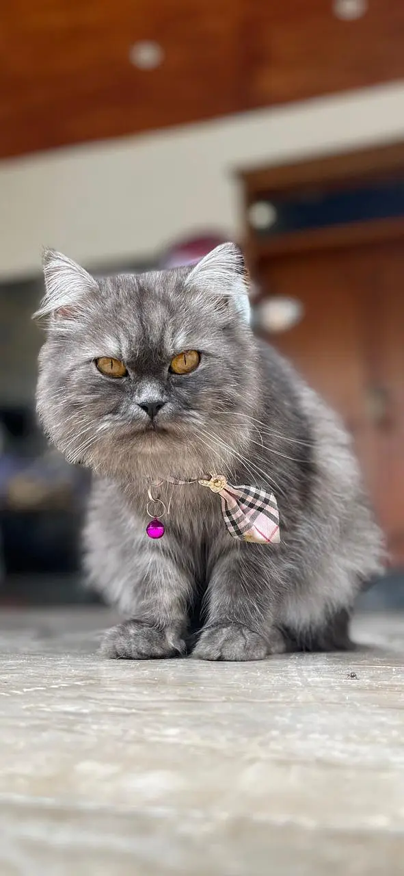 Loving Female Cat Ready for a New Home — photo 4