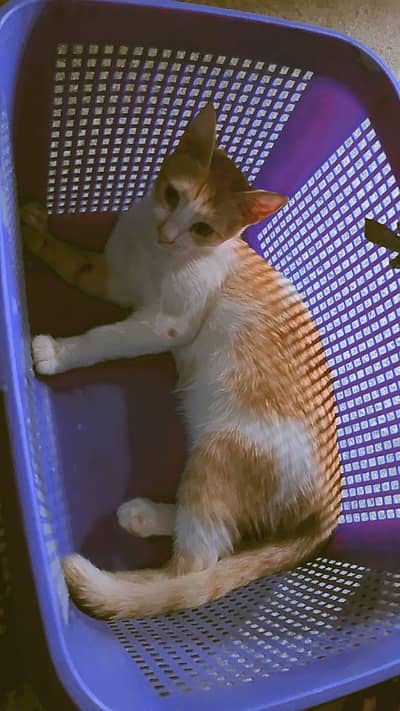 Adorable cat for sale