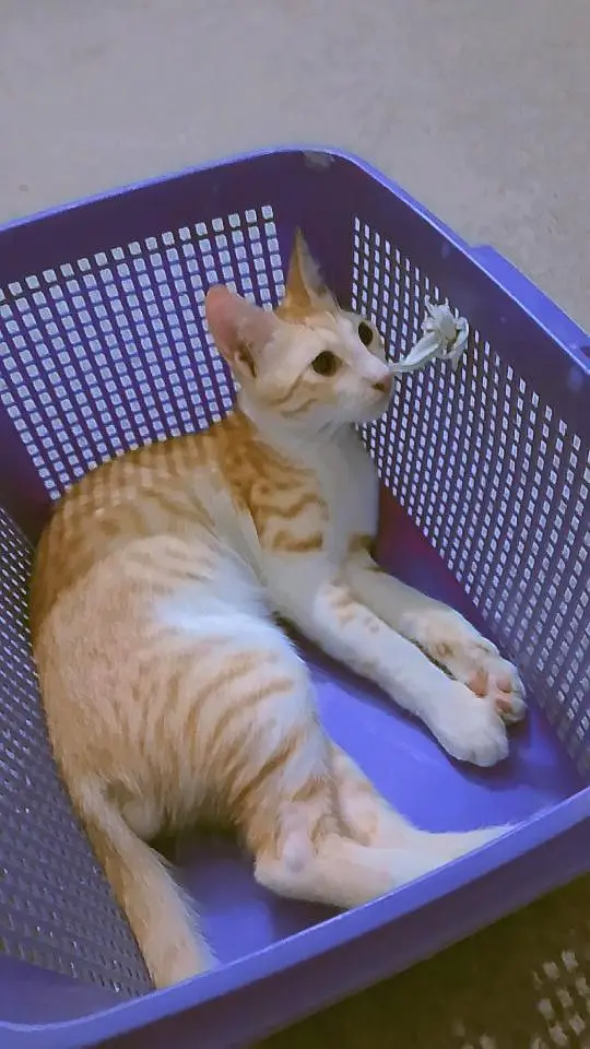 Adorable cat for sale — photo 2