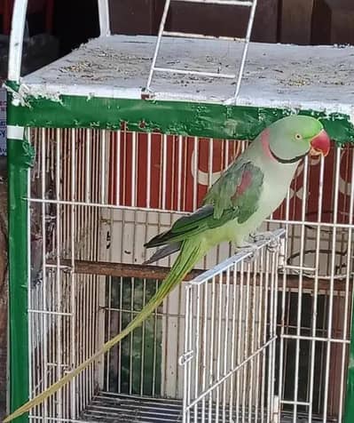 Kashmiri raw parrot for sale