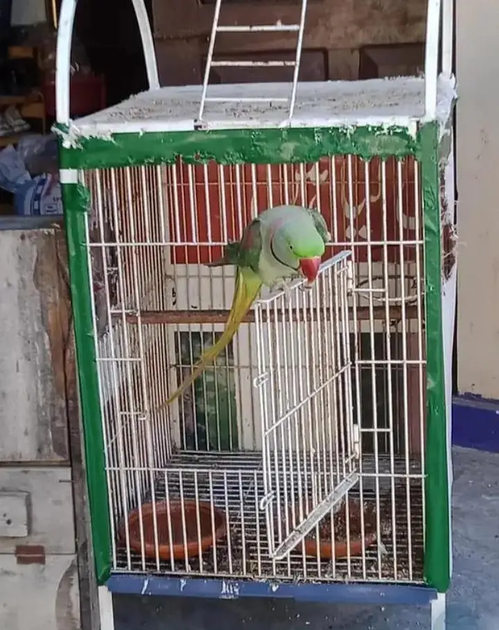 Kashmiri raw parrot for sale — photo 2