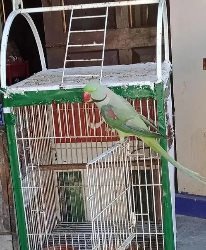 Kashmiri raw parrot for sale — photo 3