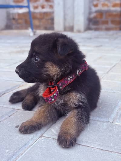 2 German puppies- Double long Coats - Pure Breed
