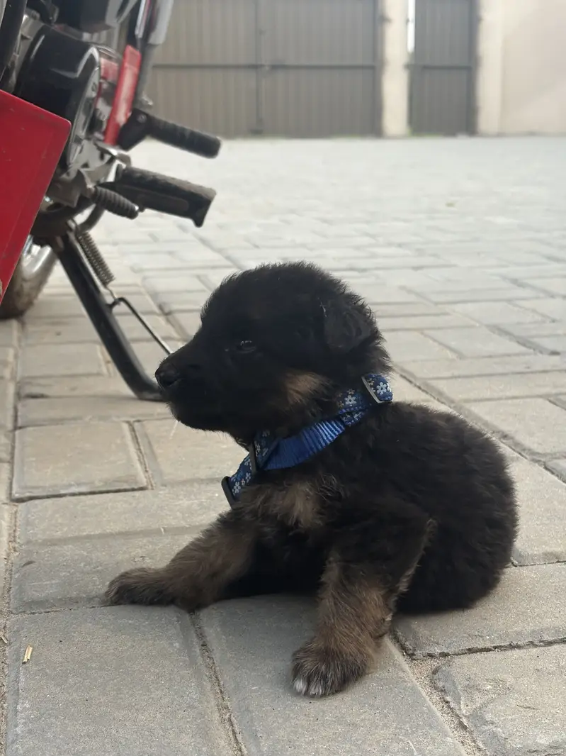 2 German puppies- Double long Coats - Pure Breed — photo 2